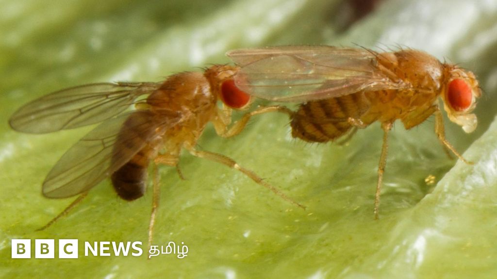 இணையை கவர மது குடிக்கும் ஆண் ஈக்கள் - ஆய்வில் புதிய கண்டுபிடிப்பு