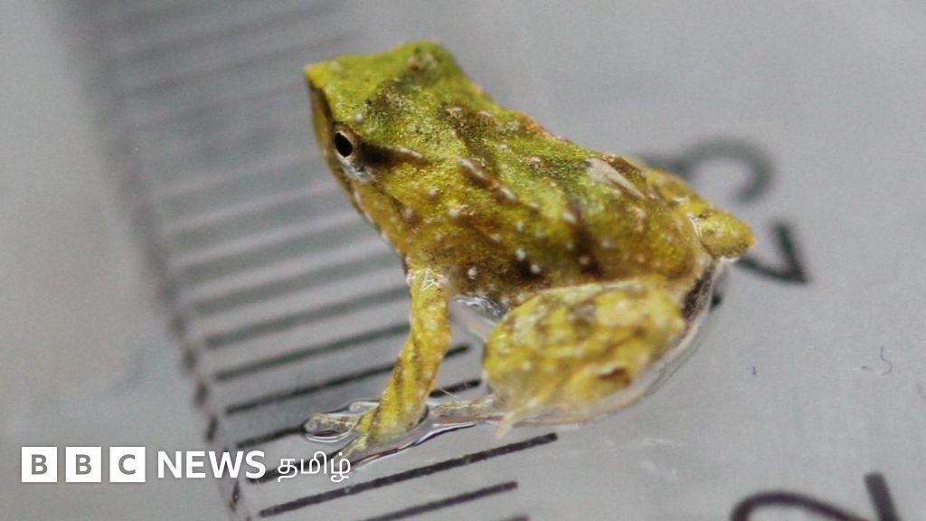 தந்தை வாயில் இருந்து பிறக்கும் தலைப் பிரட்டைகள் - அருகி வரும் அரிய வகை சதர்ன் டார்வின் தவளைகள்