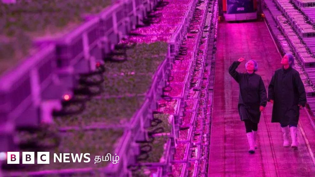 பயிர் விளைவிக்கும் ஆலை: வெள்ளம், வறட்சி, பூச்சி பயம் இல்லை - 3 மடங்கு வேகமாக வளரும்