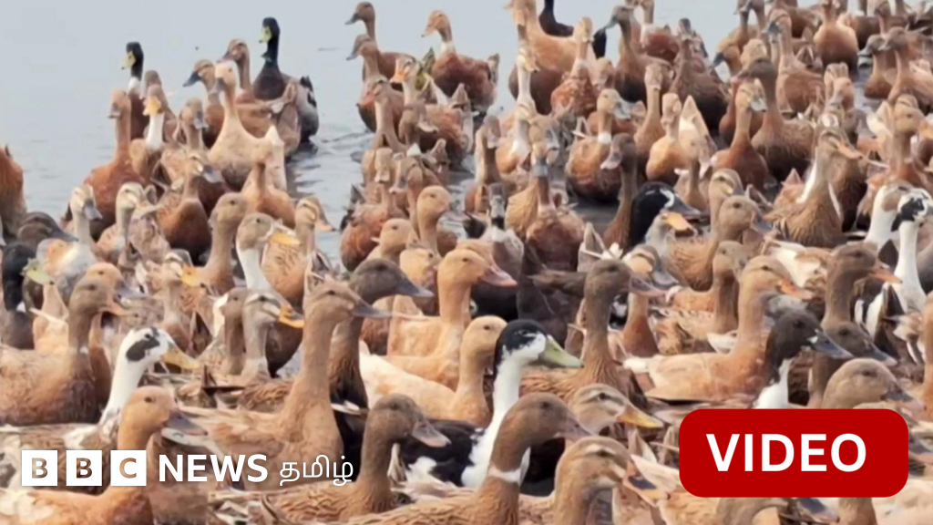 வயலில் நூற்றுக்கணக்கான வாத்துகளை விடுவதால் விவசாயிகளுக்கு என்ன லாபம்?