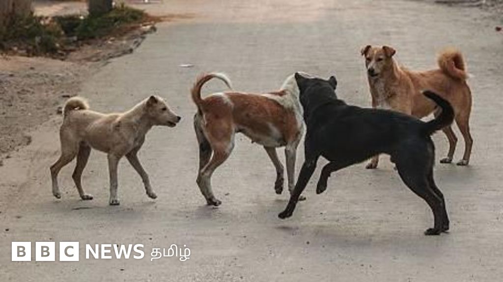 தெருநாய் மற்றும் கால்நடைகளை எந்தெந்த இடங்களில் இருந்து அகற்ற உச்சநீதிமன்றம் உத்தரவு?