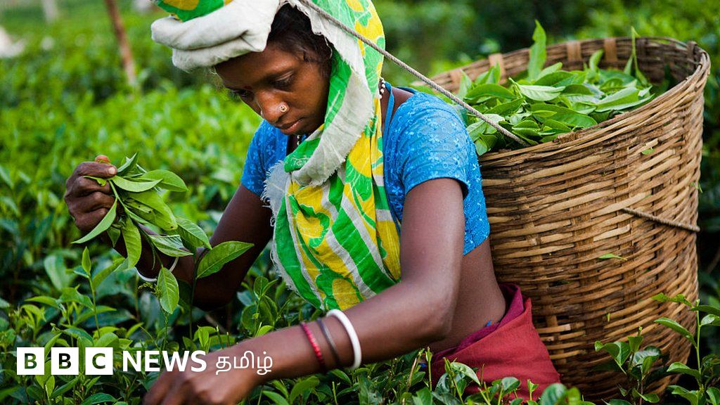 தேயிலை தோட்ட தொழிலாளர்களுக்கு அரசாங்கம் நிர்ணயித்த ஊதிய உயர்வை வழங்க மறுப்பதாக குற்றச்சாட்டு