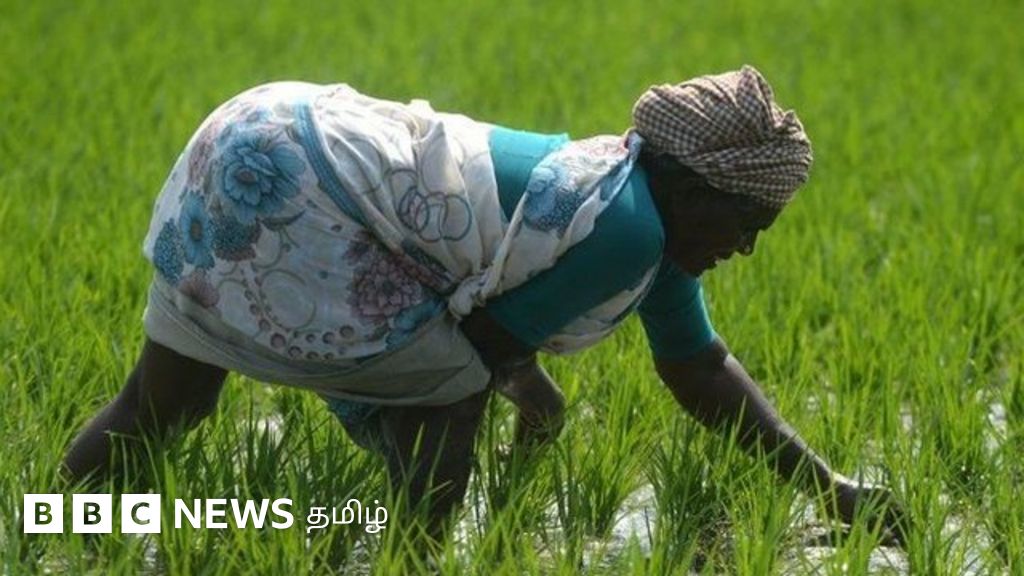 உரத் தட்டுப்பாடு: பொட்டாஷ் உரத்துக்கு மாற்றாக நுண்ணுயிர் உரங்கள் - ஆர்வம் காட்டாத விவசாயிகள்