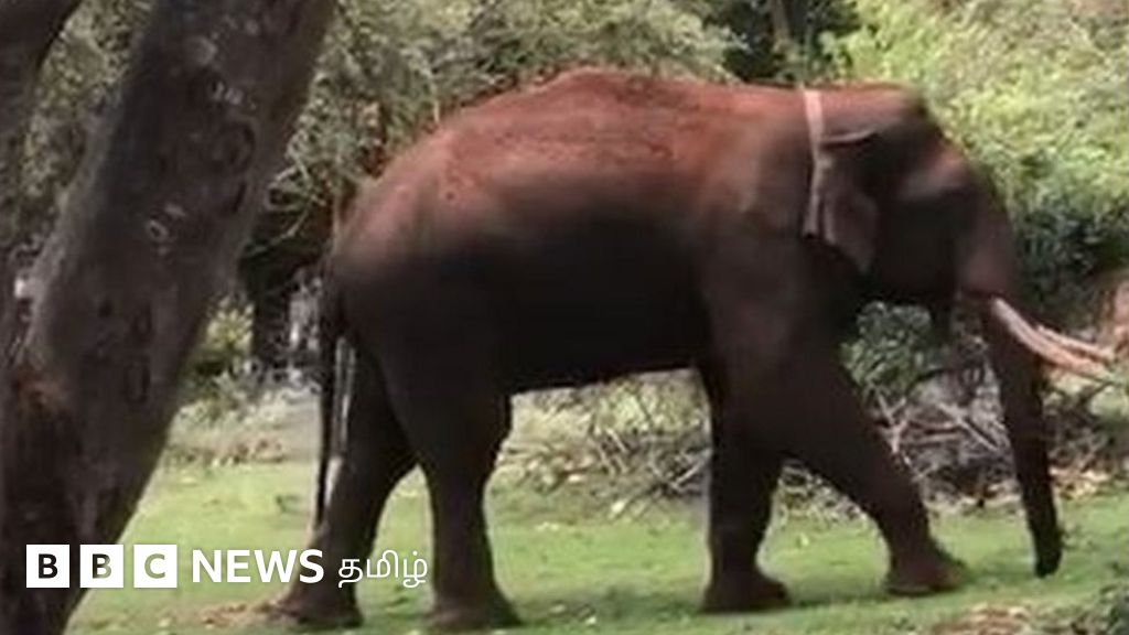 காட்டைத் தேடி ஒரு யானையின் பயணம்: ரிவால்டோவுக்கான போராட்டம் வெற்றியடைந்தது எப்படி?