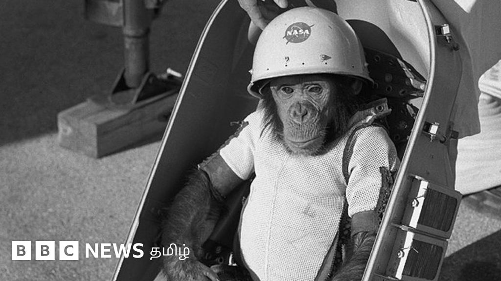 Хэм обезьяна космонавт. Шимпанзе хэм. Обезьяна космонавт. Шимпанзе хэм. Первые животные в космосе.