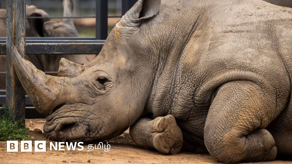 ஒரு டன் எடையுள்ள காண்டாமிருகத்துக்கு சி.டி. ஸ்கேன்