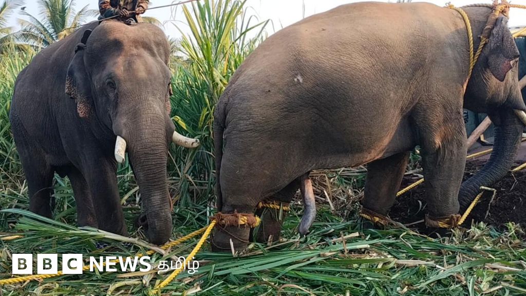 ஈரோட்டில் பிடிபட்ட காட்டு யானை கருப்பனின் பெயருக்கு எதிர்ப்பு கிளம்புவது ஏன்?