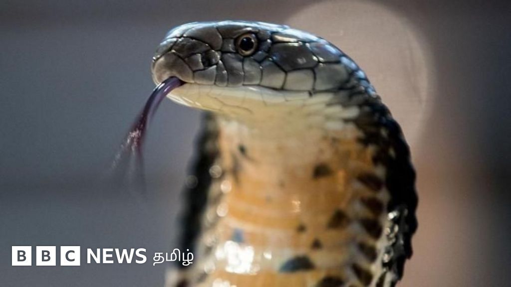 'ஒரு கடி 100 பேரை கொல்லும்': உலகில் அதிக விஷமுள்ள மற்றும் ஆபத்தான 10 பாம்புகள் எவை?