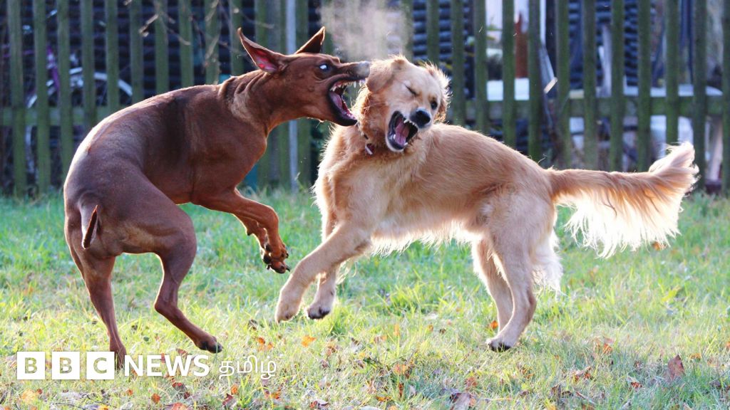 தமிழ்நாட்டின் ஜல்லிக்கட்டு போல பிற மாநிலங்களில் விவாதத்தைத் தூண்டிய விளையாட்டுகள்
