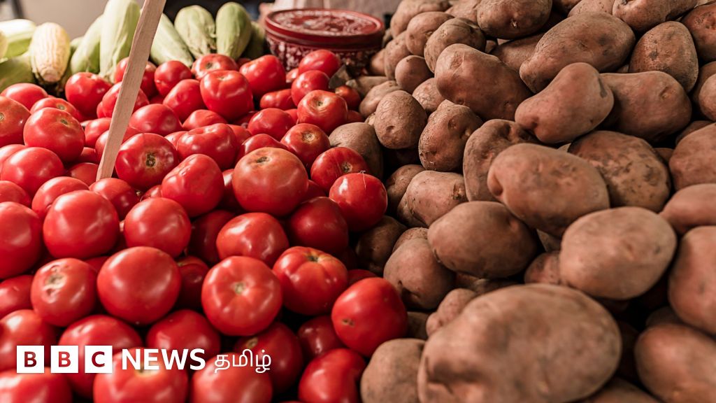 தக்காளியின் கலப்பு இனப்பெருக்கத்தில் உருளைக்கிழங்கு உருவானது எப்படி? சுவாரஸ்யமான அறிவியல் கதை