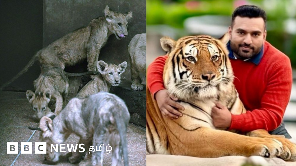 பாகிஸ்தான்: சிங்கம், புலிகளை வளர்த்து, விற்க தனி பண்ணை - வனத்துறை சோதனையில் என்ன நடந்தது?
