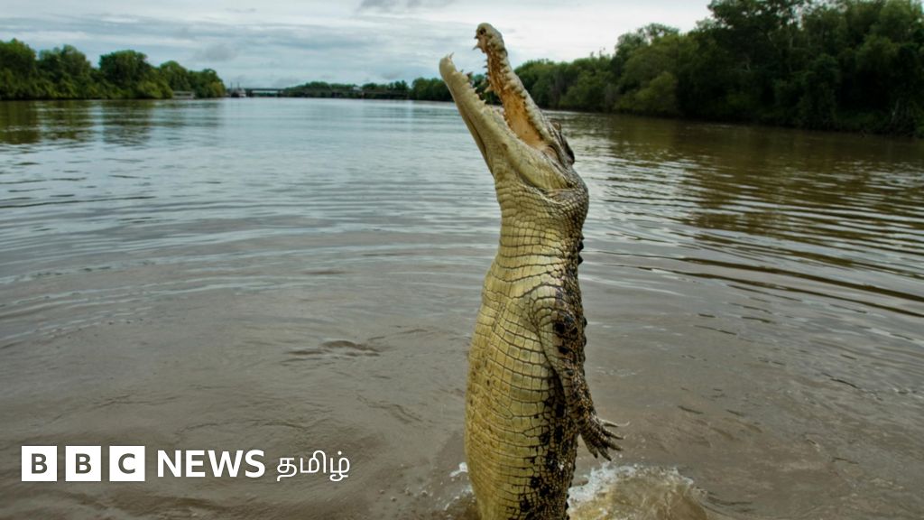 காணாமல் போனவரின் உடல் முதலையின் வயிற்றுக்குள் கண்டுபிடிப்பு - என்ன நடந்தது?