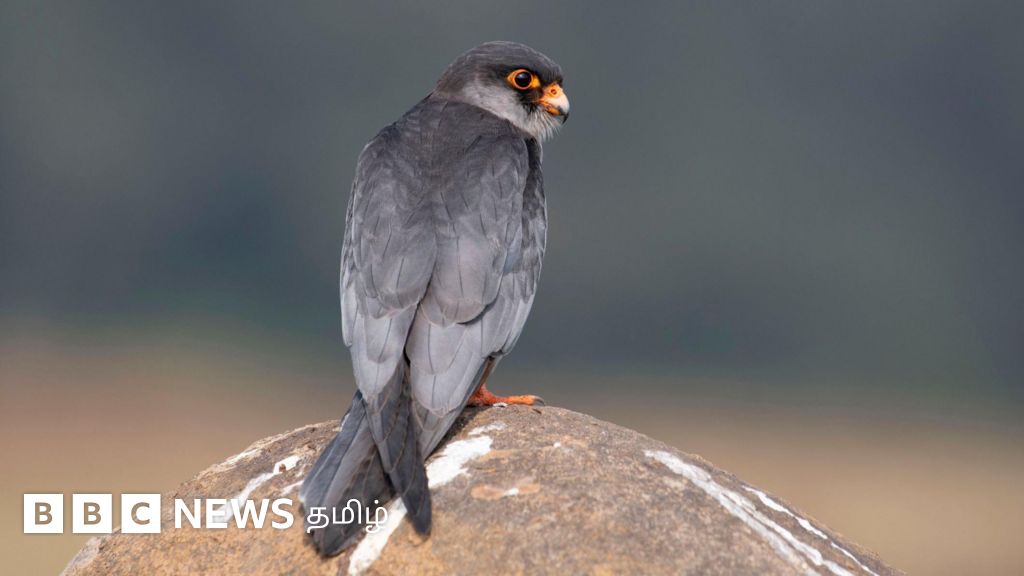 கடல் கடந்து சுமார் 5 நாளில் 5,400 கிமீ இடைவிடாமல் பறக்கும் அசாதாரண பறவை