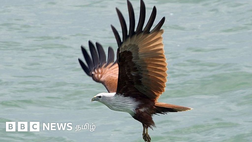 பறையா பருந்தும் பிராமினி பருந்தும்: பறவைகளுக்கு சாதிப் பெயர் சூட்டப்பட்டது ஏன்?