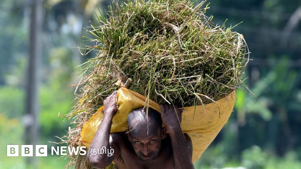 இலங்கையில் ரசாயன உரம், நாசினிகளுக்கு பாரிய தட்டுப்பாடு - திண்டாடும் விவசாயிகள்