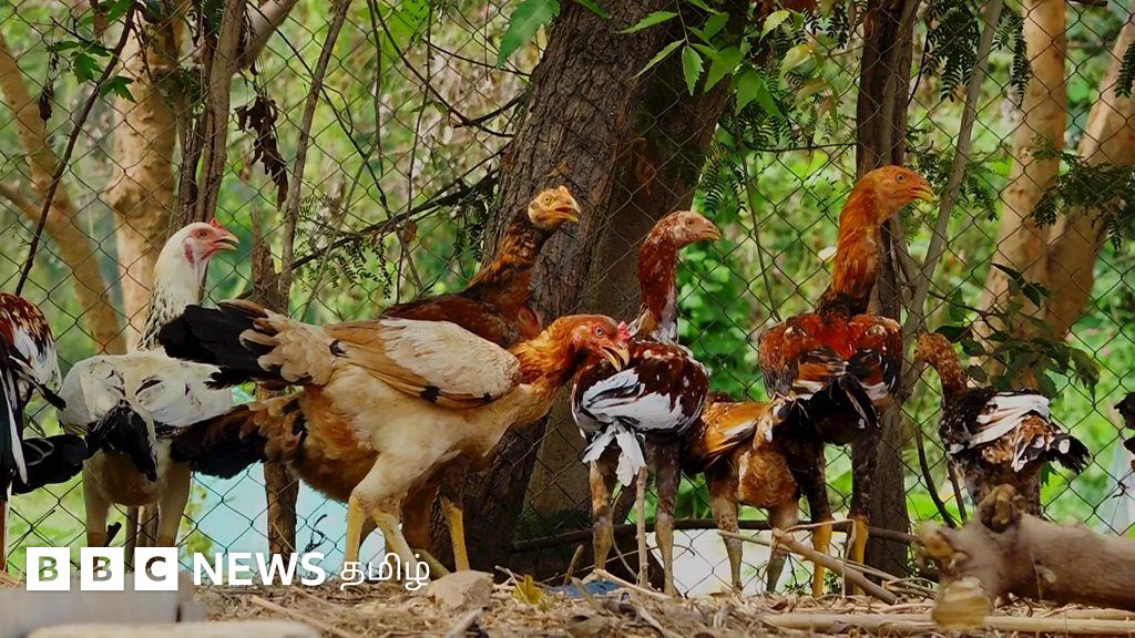 நாட்டுக்கோழி வளர்ப்புக்கு இன்றைய சூழலில் என்ன தேவை?