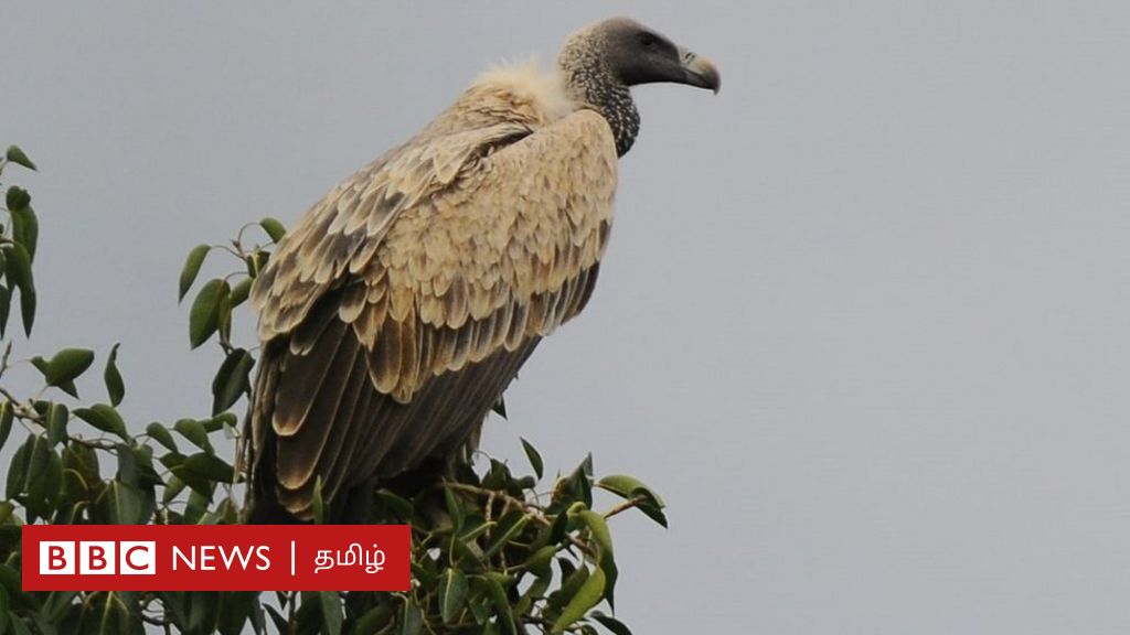 Why Is The Tamil Nadu Government Trying To Protect The Vultures? - Time ...