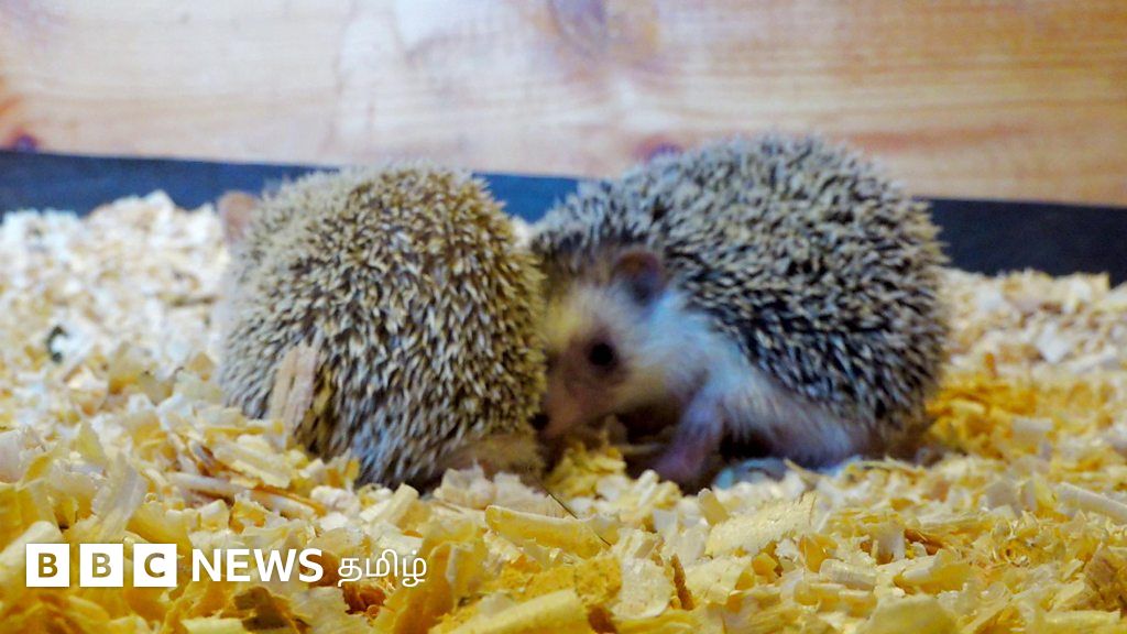 பிராணிகள் பலவிதம்... மனிதர்களுடன் இணக்கம் ஏற்படுத்தும் சென்னையின் 'பெட்டிங் சோன்'