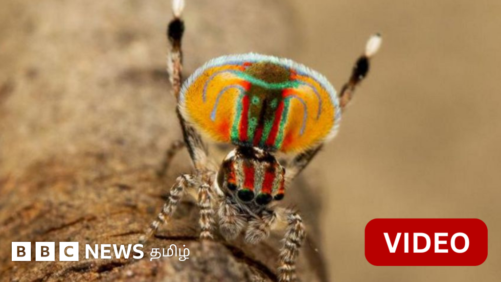 காணொளி: மயில் சிலந்தியில் புதுப்புது சிற்றினங்களை உருவாக்கும் 'மர்ம டிஎன்ஏ'