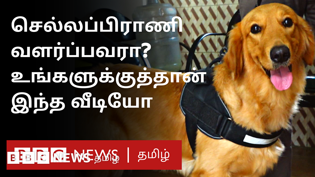 நாய் வளர்ப்பவரா நீங்கள்? - சென்னையில் லைசென்ஸ் கட்டாயம்