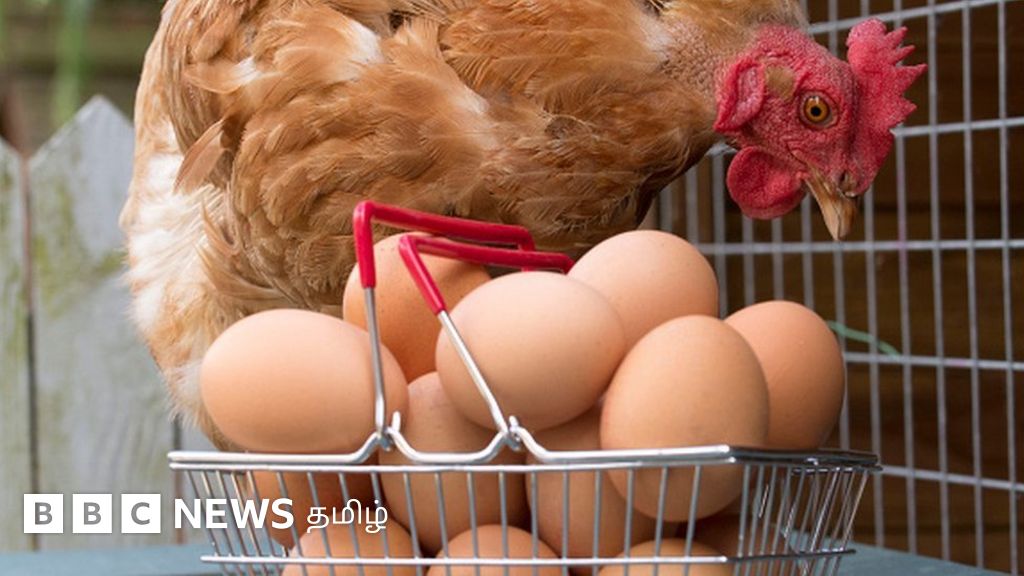 இலங்கையில் கோழி முட்டை விலை ரூ. 28 - வரலாற்றில் இல்லாத உயர்வுக்கு என்ன காரணம்?