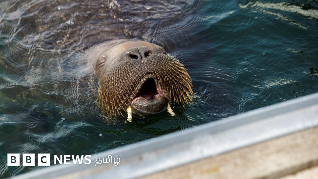 ஃப்ரேயா வால்ரஸ்: அரியவகை உயிரினத்தை அரசு கருணைக்கொலை செய்தது ஏன்? மக்கள் கொதிப்பது எதற்காக?