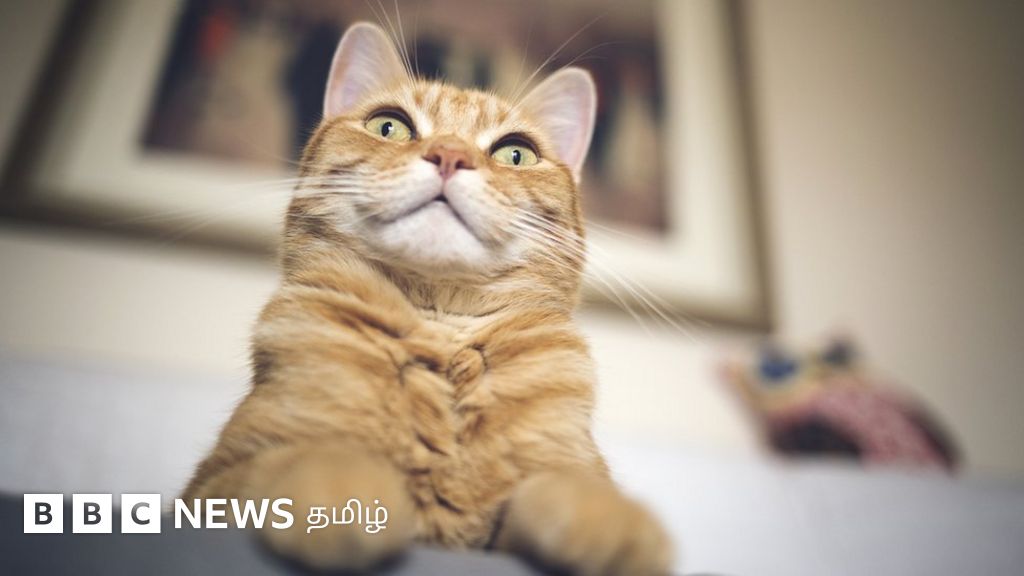 ஆன்லைன் வகுப்பில் வளர்ப்பு பூனை தோன்றியதால் பணி நீக்கம்: ஆசிரியருக்கு ரூ4.8 லட்சம் இழப்பீடு