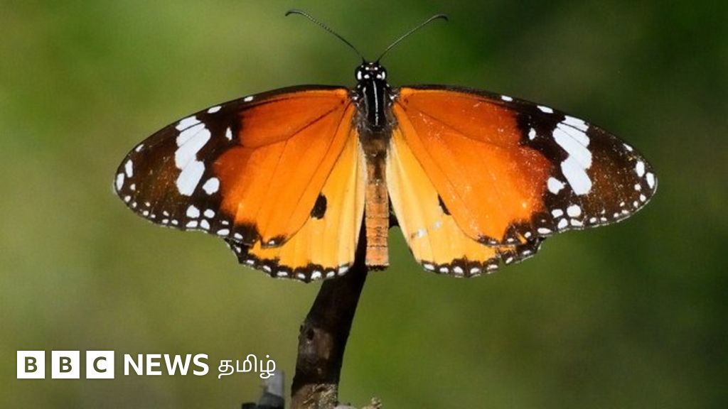 திருச்சியில் 25 ஏக்கரில் அமைந்துள்ள ஆசியாவின் மிகப்பெரிய வண்ணத்துப்பூச்சி பூங்கா