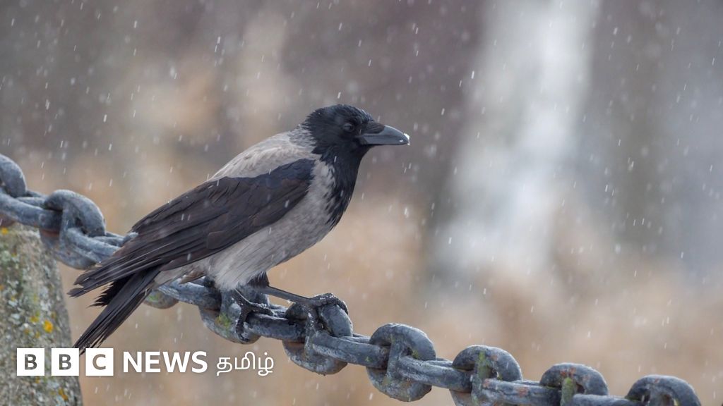 பிளாஸ்டிக் மூடியை வைத்து பனிச்சறுக்கு செய்த காகம்: விஞ்ஞானிகளுக்குப் பயன்படும் யூட்யூப் காணொளிகள்