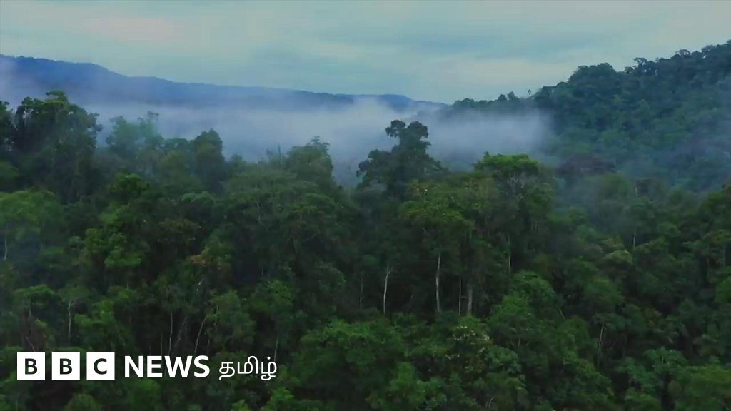 2030இல் காடுகள் அழிப்பை நிறுத்த உறுதியேற்ற முக்கிய நாடுகள்