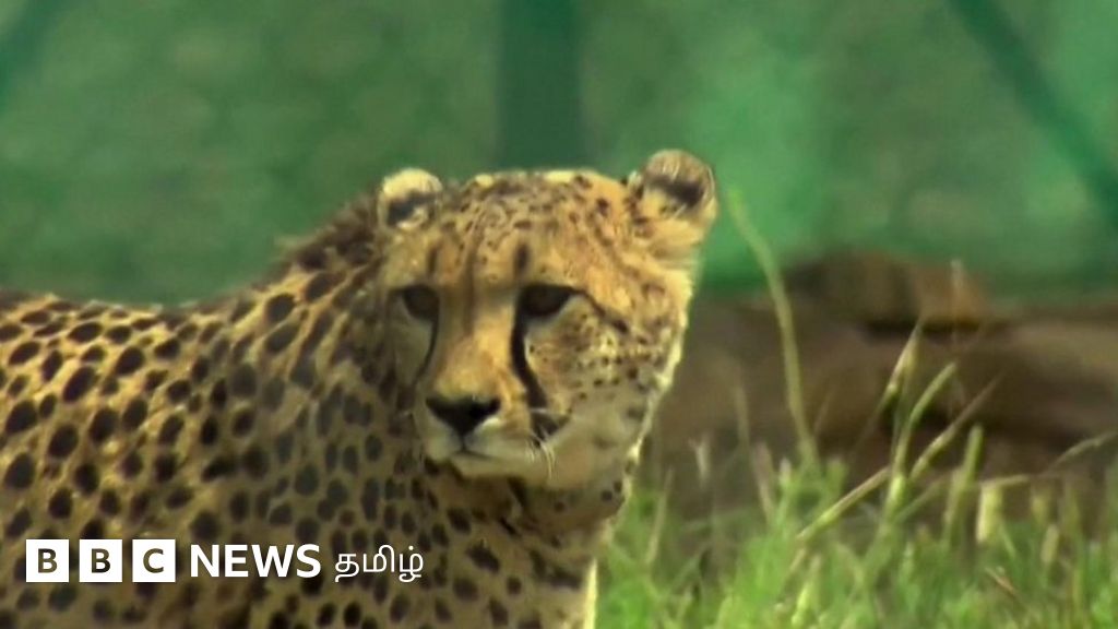 நரேந்திர மோதி பிறந்த நாளில் இந்தியக் காட்டுக்குள் விடப்பட்ட ஆப்ரிக்க சிவிங்கிப் புலிகள்