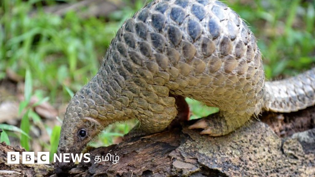 இந்த விலங்கு உலகிலேயே அதிகமாக வேட்டையாடப்படுவது ஏன்?