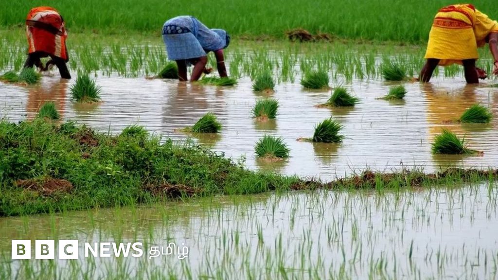 பட்ஜெட் 2022: காவிரி - பெண்ணாறு உட்பட 5 நதி நீர் இணைப்புத் திட்டங்களுக்கு வரைவு அறிக்கை தயார் - நிர்மலா சீதாராமன் அறிவிப்பு