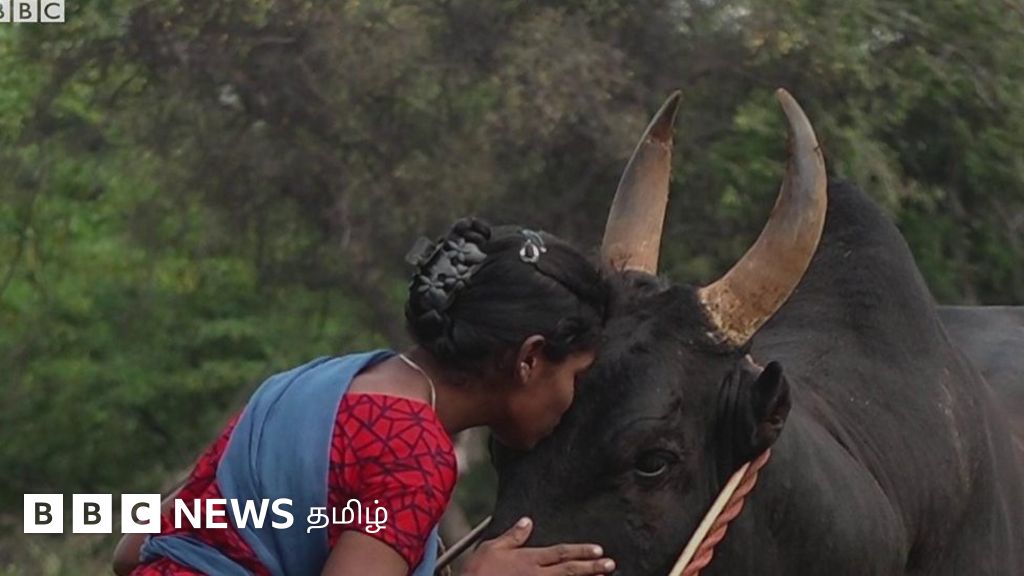 ஜல்லிக்கட்டு காளை வளர்க்கும் 17 வயது இளம் தமிழ்ப் பெண்