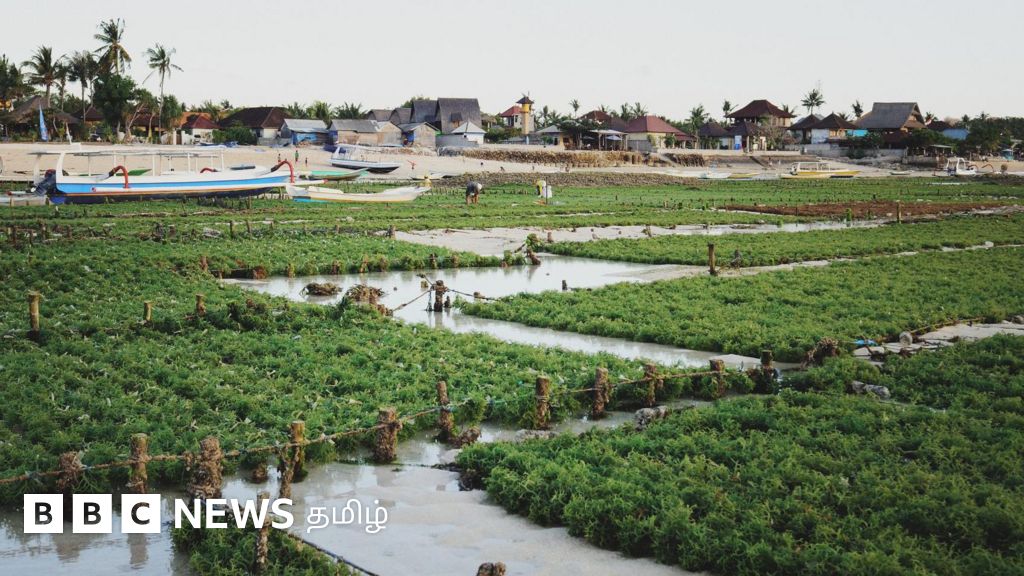 எதிர்கால உணவுத் தேவைக்கு நம்பிக்கையளிக்கும் கடற்பாசி