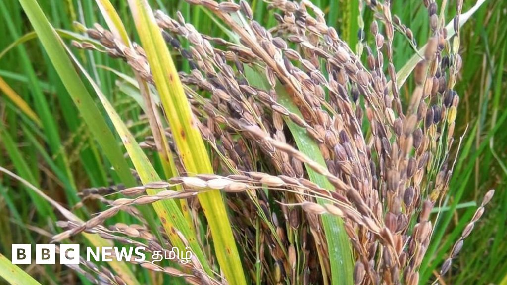 திருவண்ணாமலை கிராமத்தில் பாரம்பரிய களர்ப்பாலை நெல் ரகத்தை காப்பாற்றும் விவசாயிகள்: களர் நிலங்களுக்கு தீர்வா?