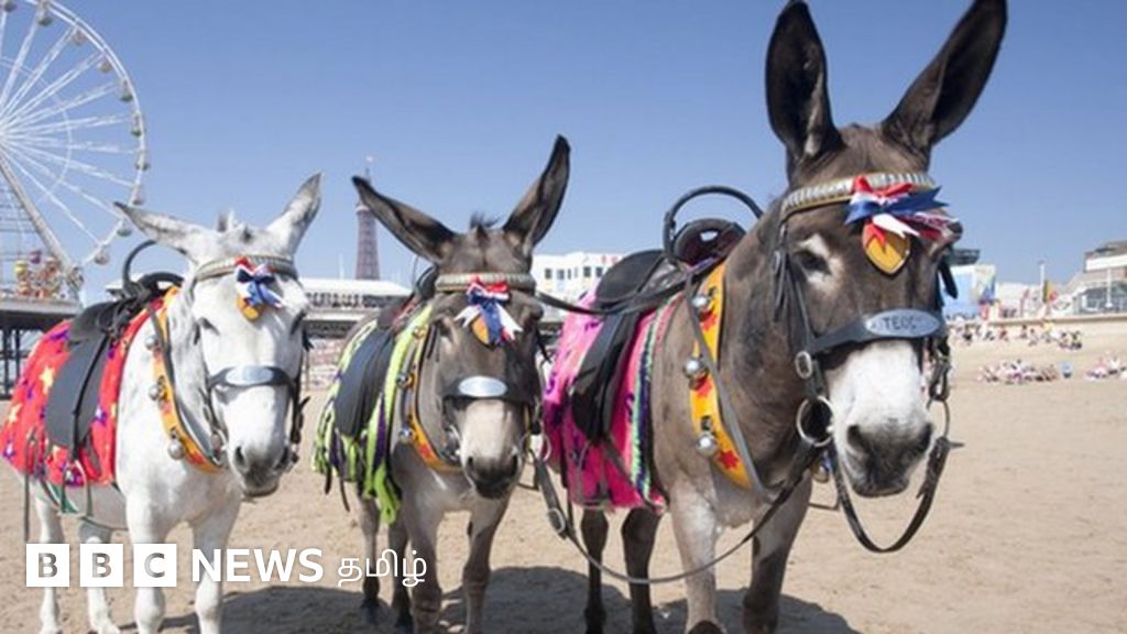 ராஜஸ்தானில் ரூ.14 லட்சம் மதிப்புள்ள கழுதைகளை காணவில்லை - ராஜஸ்தான் போலீஸ் தேடுதல் வேட்டை