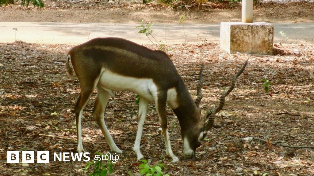 சென்னை ஐஐடியில் உயிரிழக்கும் மான்கள்: நாய்கள் வேட்டையாடுவதாகச் சொல்வது உண்மையா?