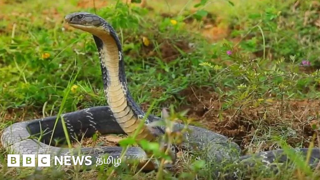 மனிதர்களைப் பார்த்து பயப்படும் ராஜநாகங்கள்: அழியாமல் காப்பாற்றும் ஆந்திர கிராமம்