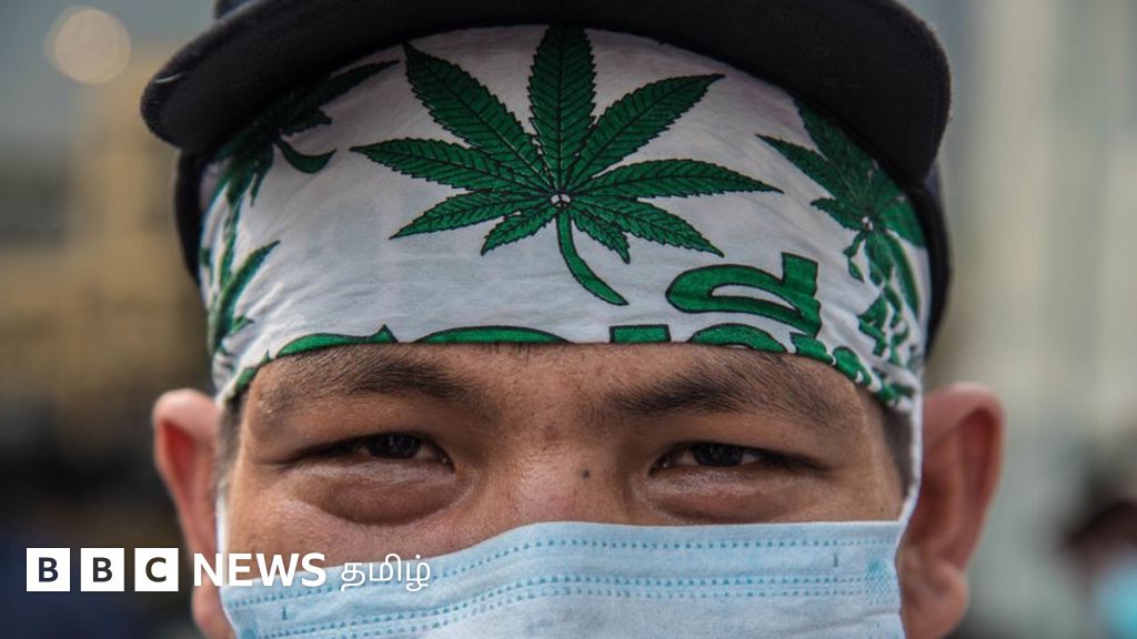 கஞ்சா வளர்ப்பதையும், விற்பதையும் சட்டபூர்வமாக்கிய தாய்லாந்து: உல்லாசத்துக்கு நுகரத் தடை