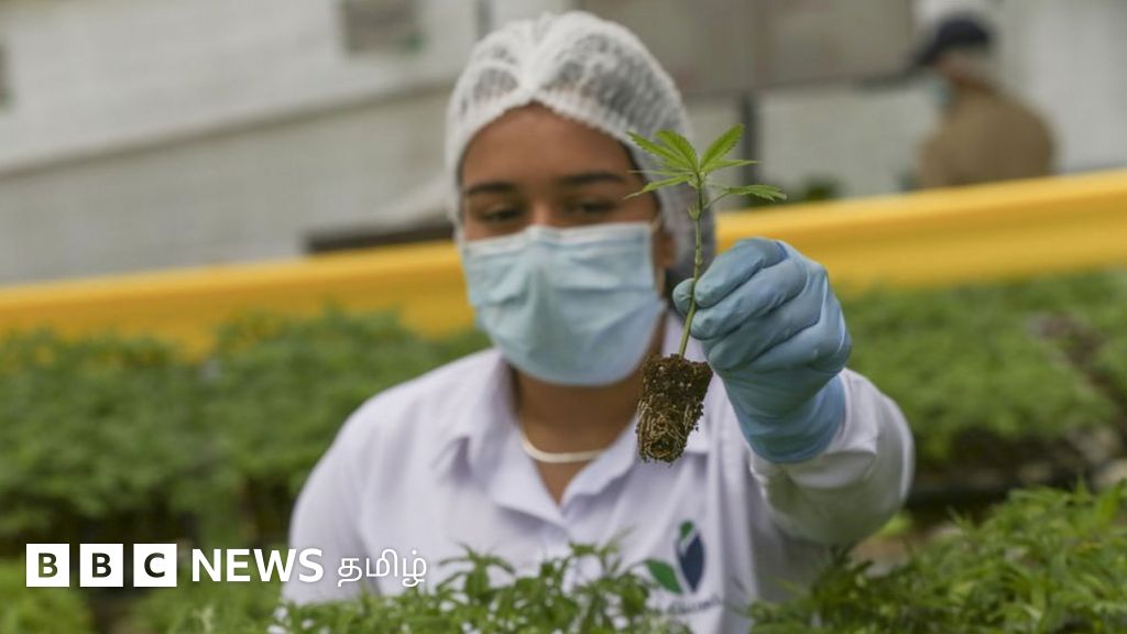 கஞ்சா சாகுபடியை அனுமதித்து இலங்கையில் சட்டமியற்ற முயற்சி: 'போதை பொருளா மூலிகையா' என விவாதம்