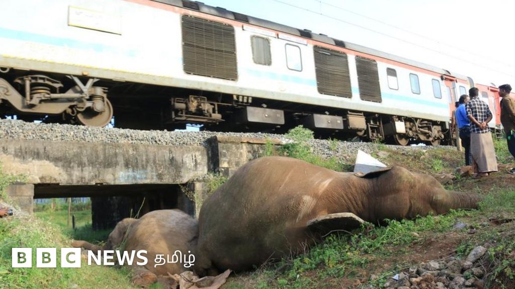 ரயில் மோதி 3 யானைகள் பலி: தமிழ்நாடு வனத்துறை - பாலக்காடு ரயில்வே மோதல் : என்ன நடந்தது?