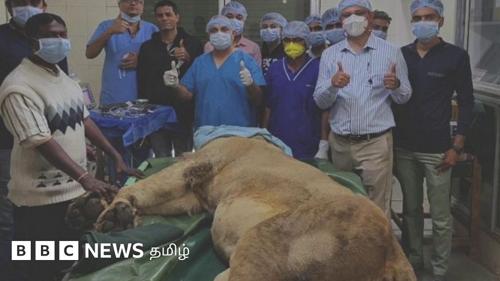 குஜராத்தில் சிங்கத்திற்கு நடந்த கண்புரை அகற்றும் அறுவை சிகிச்சை - உதவும் மதுரை நிறுவனம்