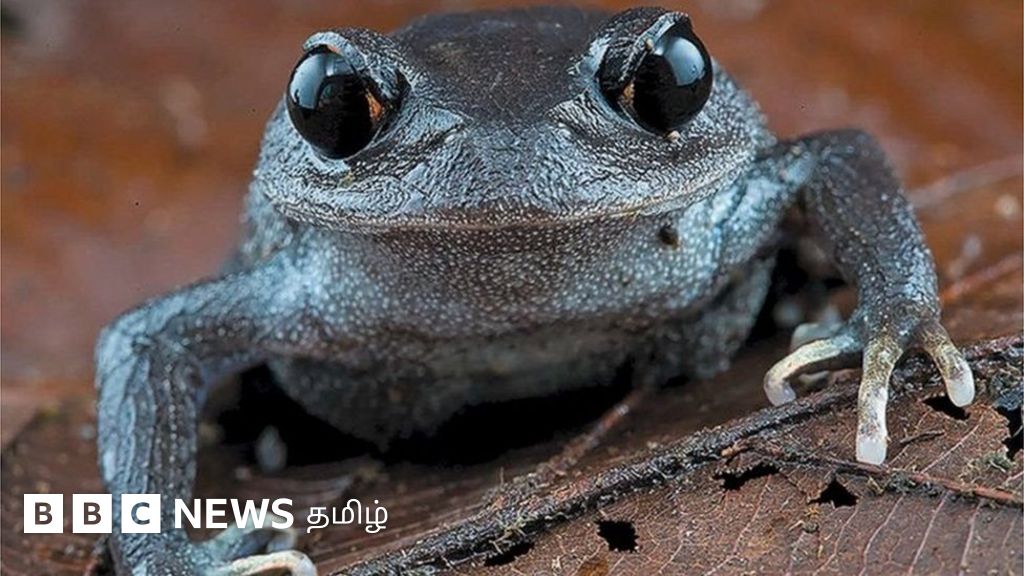 மேக்கொங் பகுதியில் கண்டறியப்பட்ட 200க்கும் மேற்பட்ட புதிய உயிரினங்கள்