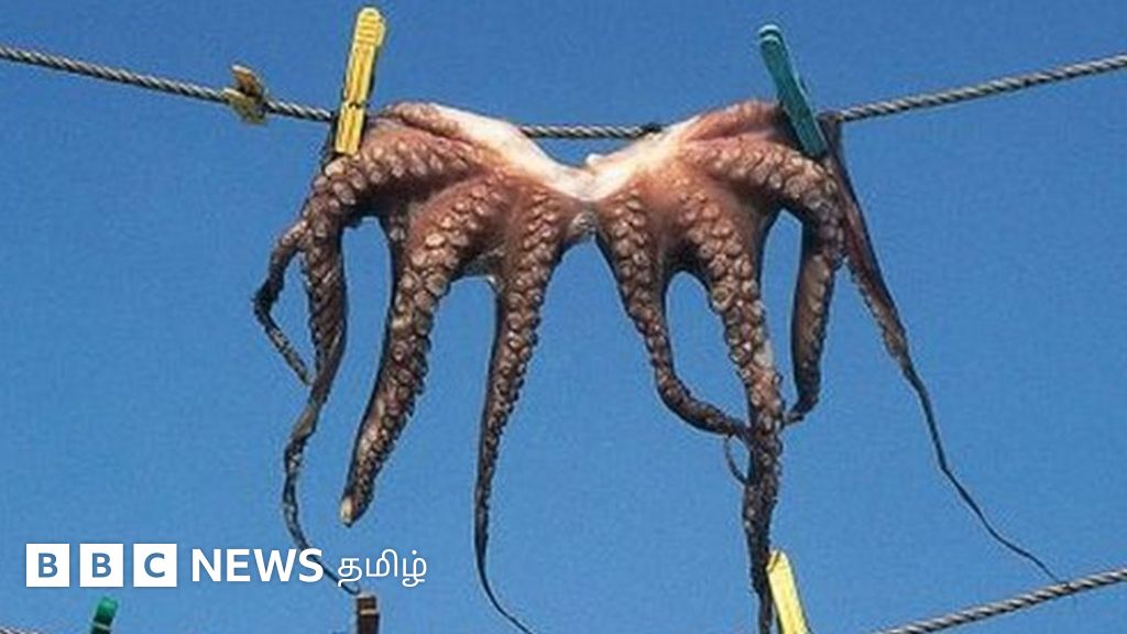 இயற்கை அதிசயம்: ஆக்டோபஸை வகையாகச் சமைத்துச் சாப்பிடும் இந்தியப் பெருங்கடல் தீவு