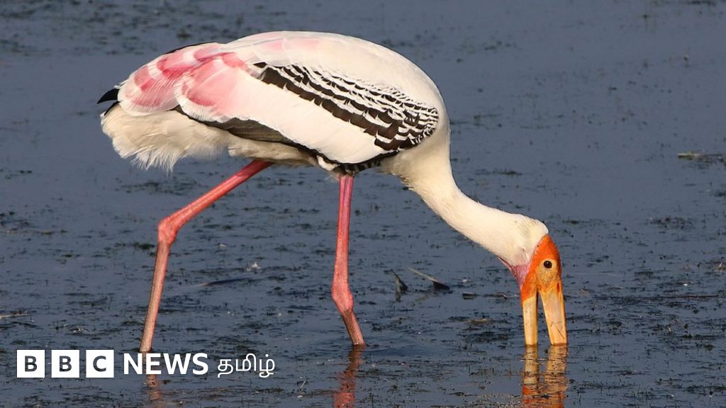வேடந்தாங்கல் பறவைகள் சரணாலயத்தை சுற்றி குவாரிகள் உரிமத்தை ரத்து செய்ய வன உயிரின காப்பாளர் கடிதம்