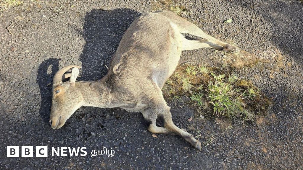 நீலகிரி வரையாடு: ரேடியோ காலர் பொருத்தும் முயற்சியில் இறந்த கர்ப்பிணி வரையாடு - முழு பின்னணி