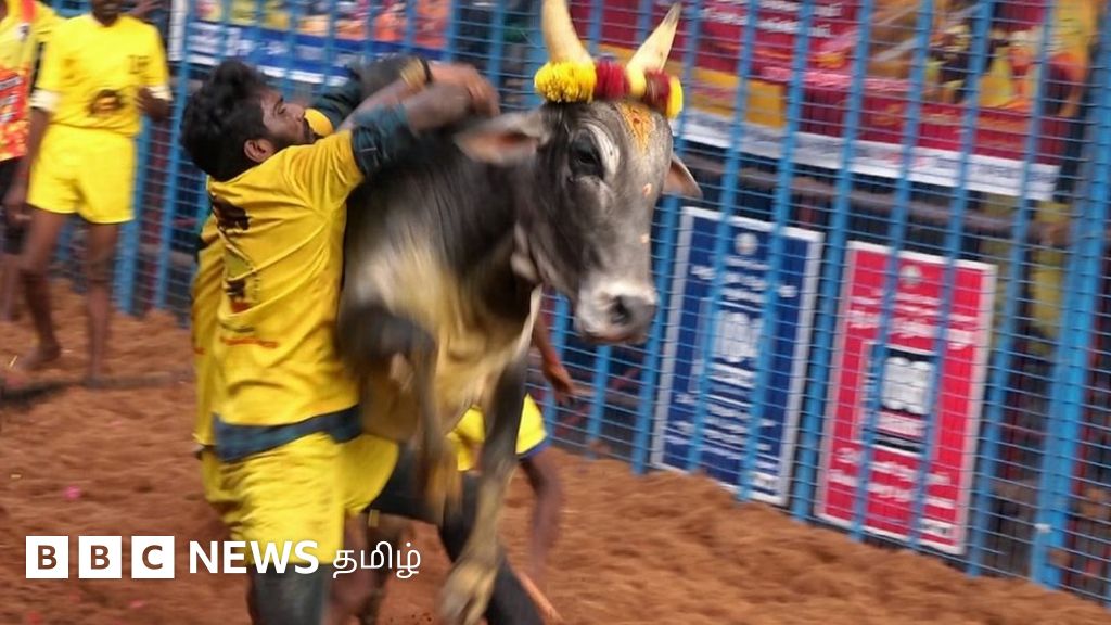 மதுரை அவனியாபுரம் ஜல்லிக்கட்டு: வரிசை கட்டிய காளைகள் vs அடக்கத் துடிக்கும் இளைஞர்கள் - கள படங்கள்