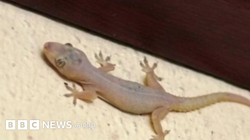 பல்லிகள் இல்லையென்றால் மனிதர்களின் நிலை என்னவாகும்?