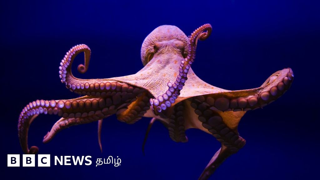 ஆக்டோபஸ் பற்றி அதிகம் அறியப்படாத பத்து தகவல்கள் - உலக ஆக்டோபஸ் நாள்